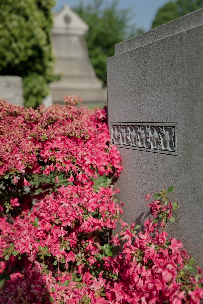 A tranquil cemetery scene with vibrant pink flowers against a headstone.